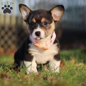 Ruby, Pembroke Welsh Corgi Puppy